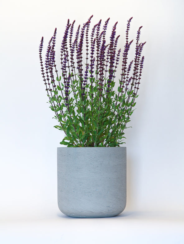 Salvia Caradonna in a grey concrete pot